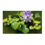 Three (3) Large Premium Water Hyacinth Floating Aquatic Plants