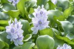 Three (3) Large Premium Water Hyacinth Floating Aquatic Plants - Image 2